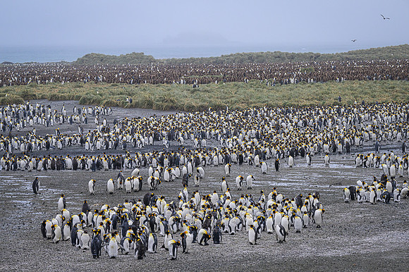 King Penguin