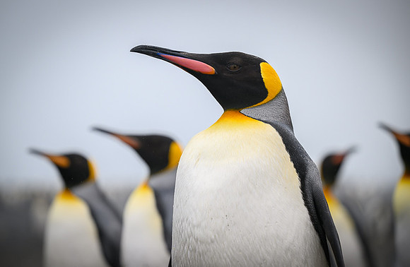 King Penguin