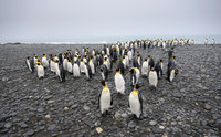 King Penguin
