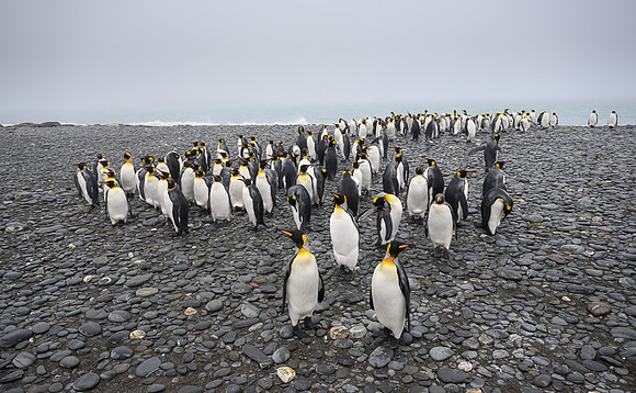 King Penguin