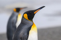 King Penguin