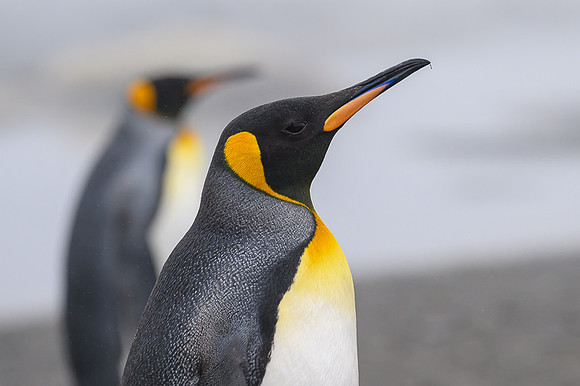 King Penguin