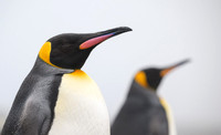 King Penguin