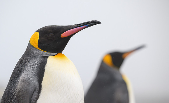 King Penguin