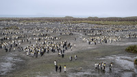 King Penguin