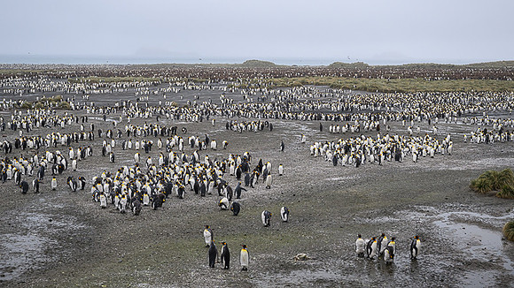 King Penguin