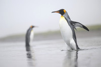 King Penguin