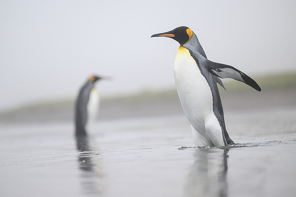King Penguin