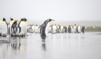 King Penguin