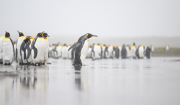 King Penguin