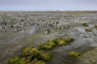 King Penguin