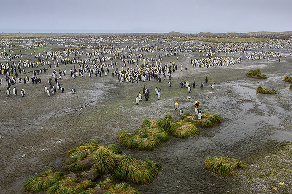 King Penguin