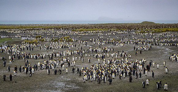 King Penguin