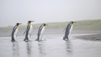 King Penguin