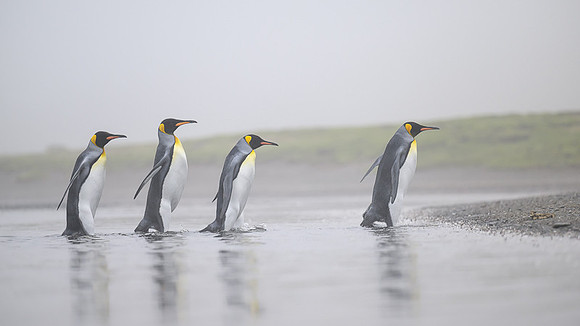 King Penguin