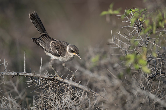 Galapagos Mockingbird