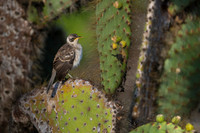 Galapagos Mockingbird