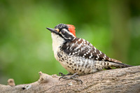 Nuttall's woodpecker