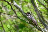 Nuttall's woodpecker