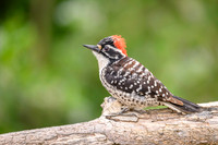Nuttall's woodpecker