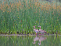 Egiptian goose