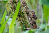 Red-tailed Squirrel