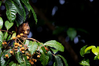 Red-tailed Squirrel