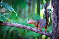 Red-tailed Squirrel