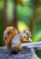Red-tailed Squirrel