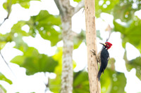 Crimson-crested Woodpecker