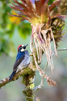 Acorn Woodpecker