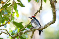 Acorn Woodpecker