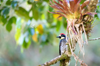 Acorn Woodpecker