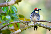 Acorn Woodpecker