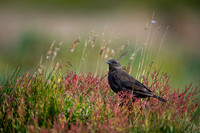 Blackish cinclodes
