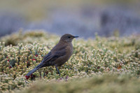 Blackish cinclodes