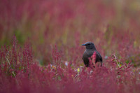 Blackish cinclodes