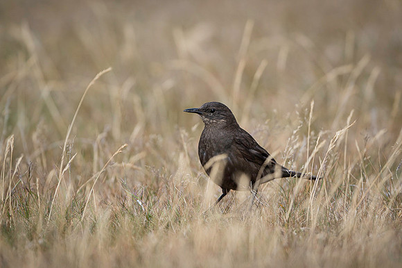 Blackish cinclodes