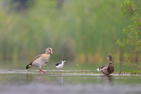 Egiptian goose