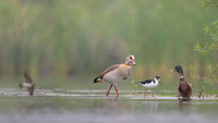 Egiptian goose