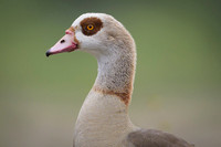 Egiptian goose