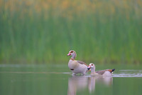 Egiptian goose