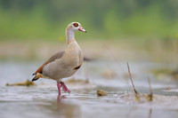 Egiptian goose