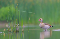 Egiptian goose