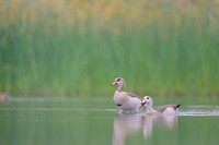 Egiptian goose
