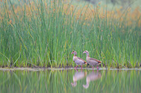 Egiptian goose