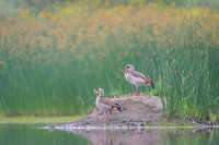 Egiptian goose