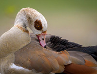 Egiptian goose