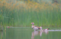 Egiptian goose