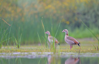 Egiptian goose